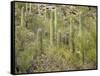 USA, Arizona, Sabino Canyon Recreation Area, Saguaro cactus-Jamie & Judy Wild-Framed Stretched Canvas