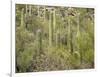 USA, Arizona, Sabino Canyon Recreation Area, Saguaro cactus-Jamie & Judy Wild-Framed Photographic Print