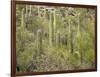 USA, Arizona, Sabino Canyon Recreation Area, Saguaro cactus-Jamie & Judy Wild-Framed Photographic Print