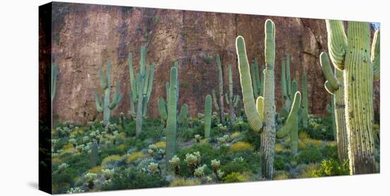 USA, Arizona. Saguaro cactus field by a cliff.-Anna Miller-Stretched Canvas