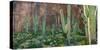USA, Arizona. Saguaro cactus field by a cliff.-Anna Miller-Stretched Canvas