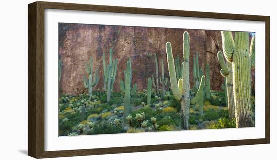 USA, Arizona. Saguaro cactus field by a cliff.-Anna Miller-Framed Photographic Print
