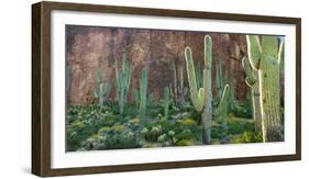 USA, Arizona. Saguaro cactus field by a cliff.-Anna Miller-Framed Photographic Print