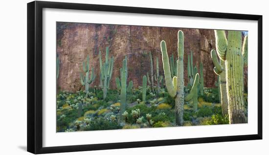 USA, Arizona. Saguaro cactus field by a cliff.-Anna Miller-Framed Photographic Print