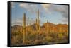 USA, Arizona, Saguaro National Park. Desert Landscape-Cathy & Gordon Illg-Framed Stretched Canvas