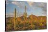 USA, Arizona, Saguaro National Park. Desert Landscape-Cathy & Gordon Illg-Stretched Canvas