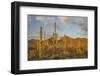 USA, Arizona, Saguaro National Park. Desert Landscape-Cathy & Gordon Illg-Framed Photographic Print