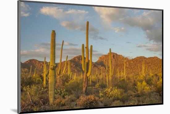 USA, Arizona, Saguaro National Park. Desert Landscape-Cathy & Gordon Illg-Mounted Photographic Print