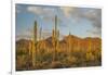 USA, Arizona, Saguaro National Park. Desert Landscape-Cathy & Gordon Illg-Framed Photographic Print