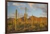 USA, Arizona, Saguaro National Park. Desert Landscape-Cathy & Gordon Illg-Framed Photographic Print