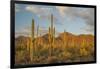 USA, Arizona, Saguaro National Park. Desert Landscape-Cathy & Gordon Illg-Framed Photographic Print