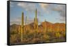 USA, Arizona, Saguaro National Park. Desert Landscape-Cathy & Gordon Illg-Framed Stretched Canvas