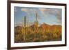 USA, Arizona, Saguaro National Park. Desert Landscape-Cathy & Gordon Illg-Framed Photographic Print