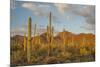 USA, Arizona, Saguaro National Park. Desert Landscape-Cathy & Gordon Illg-Mounted Photographic Print