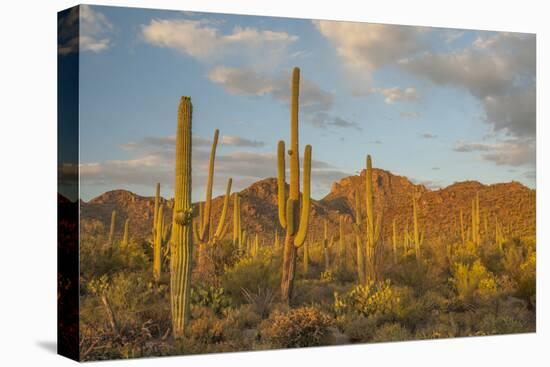 USA, Arizona, Saguaro National Park. Desert Landscape-Cathy & Gordon Illg-Stretched Canvas