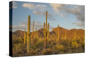 USA, Arizona, Saguaro National Park. Desert Landscape-Cathy & Gordon Illg-Stretched Canvas