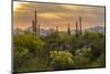 USA, Arizona, Saguaro National Park. Desert Landscape-Cathy & Gordon Illg-Mounted Premium Photographic Print