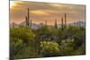 USA, Arizona, Saguaro National Park. Desert Landscape-Cathy & Gordon Illg-Mounted Photographic Print