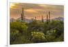 USA, Arizona, Saguaro National Park. Desert Landscape-Cathy & Gordon Illg-Framed Premium Photographic Print