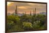 USA, Arizona, Saguaro National Park. Desert Landscape-Cathy & Gordon Illg-Framed Premium Photographic Print