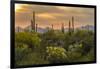 USA, Arizona, Saguaro National Park. Desert Landscape-Cathy & Gordon Illg-Framed Premium Photographic Print