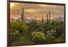 USA, Arizona, Saguaro National Park. Desert Landscape-Cathy & Gordon Illg-Framed Photographic Print