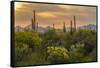 USA, Arizona, Saguaro National Park. Desert Landscape-Cathy & Gordon Illg-Framed Stretched Canvas