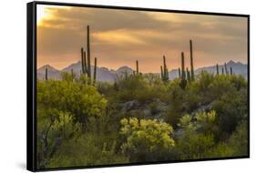 USA, Arizona, Saguaro National Park. Desert Landscape-Cathy & Gordon Illg-Framed Stretched Canvas