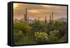 USA, Arizona, Saguaro National Park. Desert Landscape-Cathy & Gordon Illg-Framed Stretched Canvas