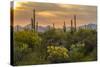 USA, Arizona, Saguaro National Park. Desert Landscape-Cathy & Gordon Illg-Stretched Canvas