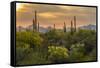 USA, Arizona, Saguaro National Park. Desert Landscape-Cathy & Gordon Illg-Framed Stretched Canvas