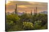 USA, Arizona, Saguaro National Park. Desert Landscape-Cathy & Gordon Illg-Stretched Canvas