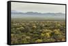 USA, Arizona, Saguaro National Park. Desert Landscape-Cathy & Gordon Illg-Framed Stretched Canvas