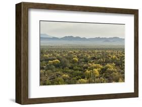 USA, Arizona, Saguaro National Park. Desert Landscape-Cathy & Gordon Illg-Framed Photographic Print