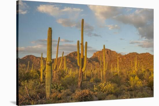 USA, Arizona, Saguaro National Park. Desert Landscape-Cathy & Gordon Illg-Stretched Canvas