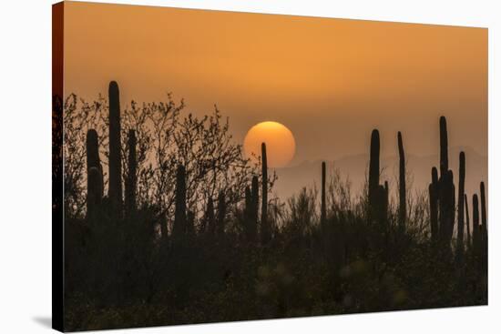 USA, Arizona, Saguaro National Park. Saguaro cactus at sunset.-Jaynes Gallery-Stretched Canvas