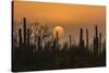 USA, Arizona, Saguaro National Park. Saguaro cactus at sunset.-Jaynes Gallery-Stretched Canvas