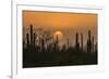 USA, Arizona, Saguaro National Park. Saguaro cactus at sunset.-Jaynes Gallery-Framed Photographic Print