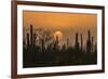 USA, Arizona, Saguaro National Park. Saguaro cactus at sunset.-Jaynes Gallery-Framed Photographic Print