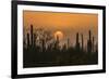 USA, Arizona, Saguaro National Park. Saguaro cactus at sunset.-Jaynes Gallery-Framed Photographic Print