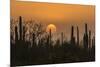 USA, Arizona, Saguaro National Park. Saguaro cactus at sunset.-Jaynes Gallery-Mounted Photographic Print