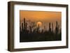 USA, Arizona, Saguaro National Park. Saguaro cactus at sunset.-Jaynes Gallery-Framed Photographic Print