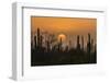 USA, Arizona, Saguaro National Park. Saguaro cactus at sunset.-Jaynes Gallery-Framed Photographic Print