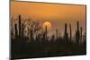 USA, Arizona, Saguaro National Park. Saguaro cactus at sunset.-Jaynes Gallery-Mounted Photographic Print