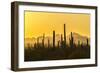 USA, Arizona, Saguaro National Park. Sonoran Desert at sunset.-Jaynes Gallery-Framed Photographic Print