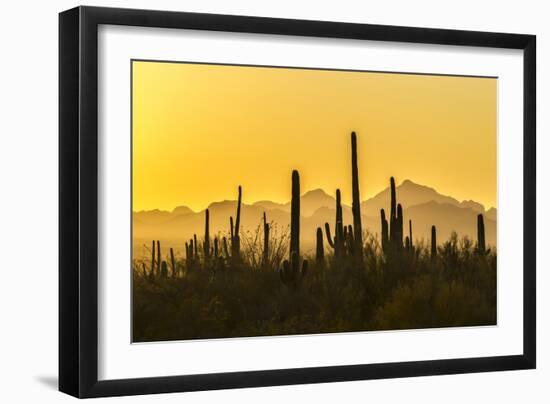 USA, Arizona, Saguaro National Park. Sonoran Desert at sunset.-Jaynes Gallery-Framed Photographic Print