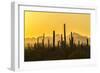 USA, Arizona, Saguaro National Park. Sonoran Desert at sunset.-Jaynes Gallery-Framed Photographic Print