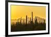 USA, Arizona, Saguaro National Park. Sonoran Desert at sunset.-Jaynes Gallery-Framed Photographic Print