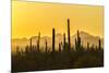 USA, Arizona, Saguaro National Park. Sonoran Desert at sunset.-Jaynes Gallery-Mounted Photographic Print