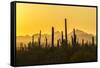 USA, Arizona, Saguaro National Park. Sonoran Desert at sunset.-Jaynes Gallery-Framed Stretched Canvas